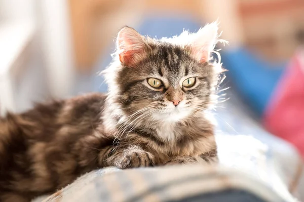 日光でじっと凝視バックライトと真剣にかわいいとら子猫 — ストック写真