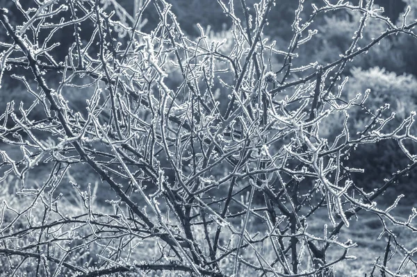 Blue toned winter thorn bush — Stock Photo, Image