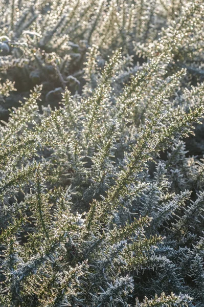 Frosted gorse bush — Stock Photo, Image