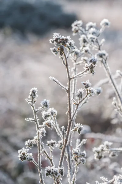 Spring sunshine on frosted vegetation — Stock Photo, Image