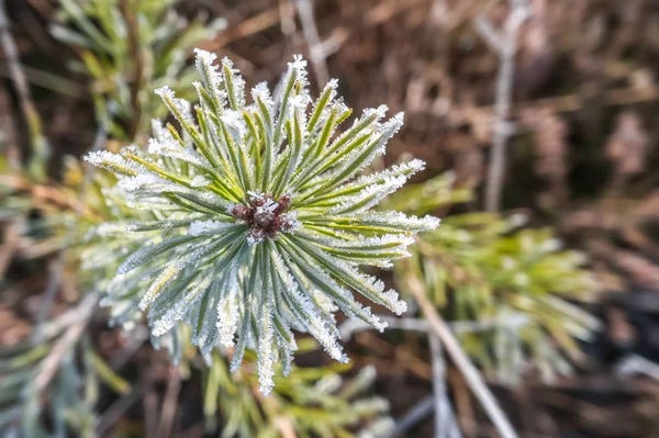 Frosted pine cone needles closeup — Stock Photo, Image