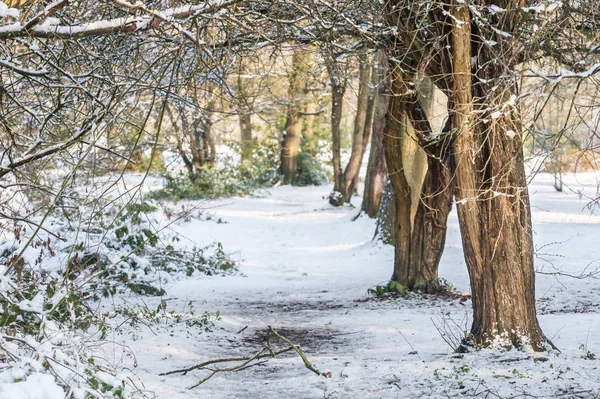 Winter woodland background — Stock Photo, Image