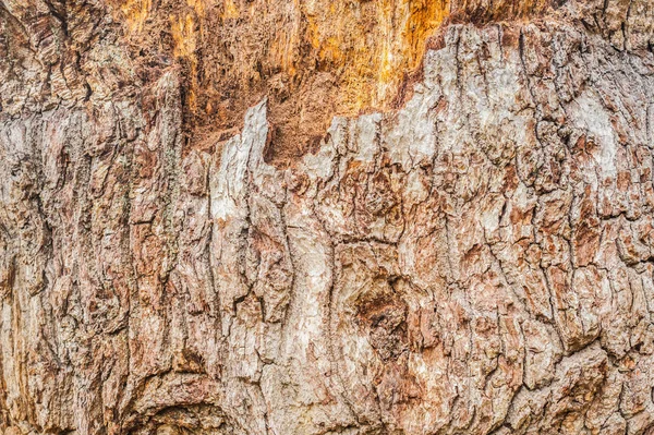 黄金の木の樹皮 — ストック写真