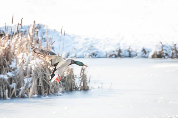 Canard atterrissant sur la glace — Photo