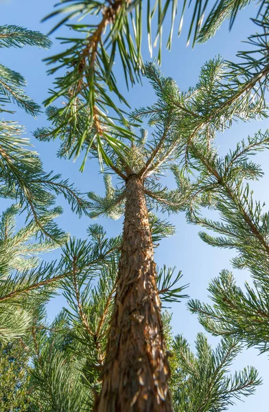 young sapling pine trees climbing into a bright blue sky
