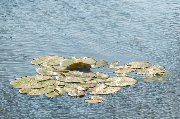 Background Water Lily Pads Freshwater Pond — Stock Photo, Image