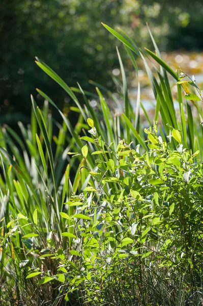 Fondo Exuberante Vegetación Verde Junto Río — Foto de Stock