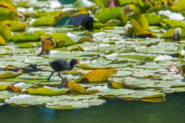 Recém Nascido Moorhen Pinto Vadear Através Uma Lagoa Lírio — Fotografia de Stock