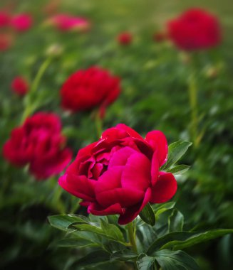 Kırmızı peonies bahçede. Kırmızı peony çiçek açmış. Kırmızı şakayık makro fotoğraf. Seçici odak. Sığ derinlik-in tarla.