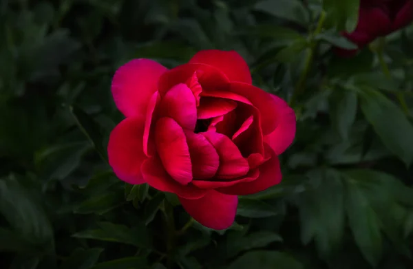 Rote Pfingstrosen Garten Blühende Rote Pfingstrose Makro Foto Der Roten — Stockfoto