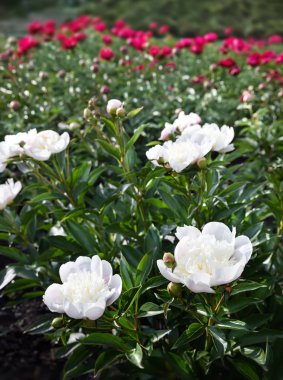 Kırmızı peonies bahçede. Kırmızı peony çiçek açmış. Kırmızı şakayık makro fotoğraf. Seçici odak. Sığ derinlik-in tarla.