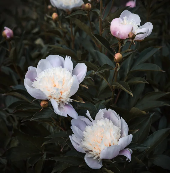 花园里的白牡丹 盛开的白牡丹 白牡丹宏照片 选择性对焦 场浅景深 — 图库照片