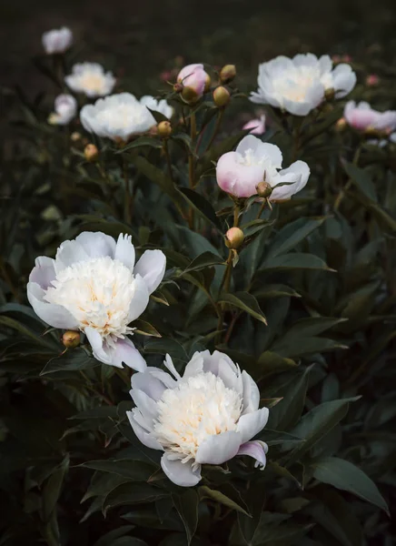 花园里的白牡丹 盛开的白牡丹 白牡丹宏照片 选择性对焦 场浅景深 — 图库照片