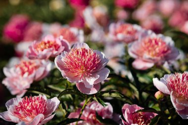 Pembe ve beyaz peonies bahçede. Pembe ve beyaz peonies çiçek açmış. Seçici odak. Sığ derinlik-in tarla.