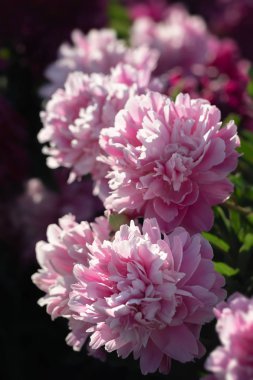 Pembe ve beyaz peonies bahçede. Pembe ve beyaz peonies çiçek açmış. Seçici odak. Sığ derinlik-in tarla.