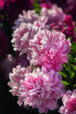 Pembe ve beyaz peonies bahçede. Pembe ve beyaz peonies çiçek açmış. Seçici odak. Sığ derinlik-in tarla.