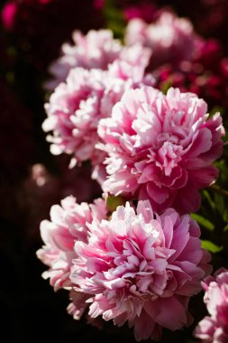Pembe ve beyaz peonies bahçede yumuşak odak görüntüsü. Pembe ve beyaz peonies çiçek açmış. Seçici odak. Sığ derinlik-in tarla.