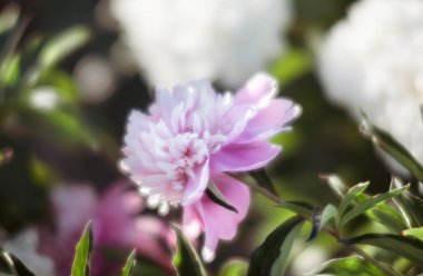 Pembe ve beyaz peonies bahçede yumuşak odak görüntüsü. Pembe ve beyaz peonies çiçek açmış. Seçici odak. Sığ derinlik-in tarla.