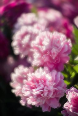 Pembe ve beyaz peonies bahçede yumuşak odak görüntüsü. Pembe ve beyaz peonies çiçek açmış. Seçici odak. Sığ derinlik-in tarla.