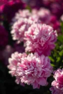 Pembe ve beyaz peonies bahçede yumuşak odak görüntüsü. Pembe ve beyaz peonies çiçek açmış. Seçici odak. Sığ derinlik-in tarla.