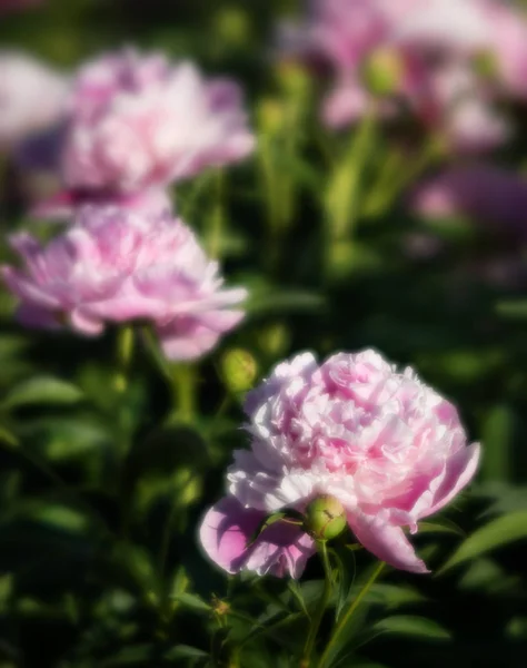 ピンクと白の牡丹庭園でのソフト フォーカス画像 ピンクと白の牡丹が咲いてください 選択と集中 浅い被写し界深度 — ストック写真