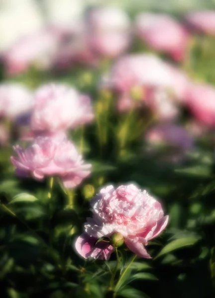 Який Фокус Зображення Рожевих Білих Півоній Саду Цвіте Рожеві Білі — стокове фото