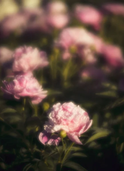 Weichzeichnerbild Von Rosa Und Weißen Pfingstrosen Garten Blühende Rosa Und — Stockfoto