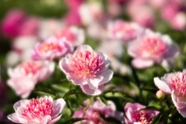 Soft Focus Image Pink White Peonies Garden Blooming Pink White — Stock Photo, Image