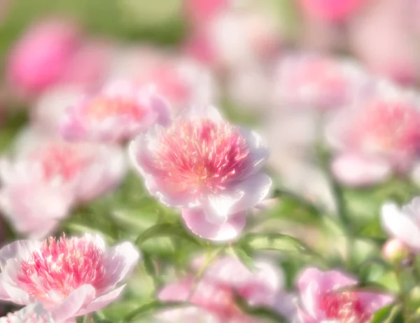 Imagen Enfoque Suave Peonías Rosadas Blancas Jardín Peonías Rosas Blancas — Foto de Stock