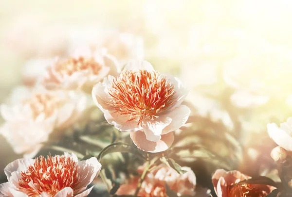 Pembe Beyaz Peonies Güneş Işığında Pembe Beyaz Peonies Çiçek Açmış — Stok fotoğraf