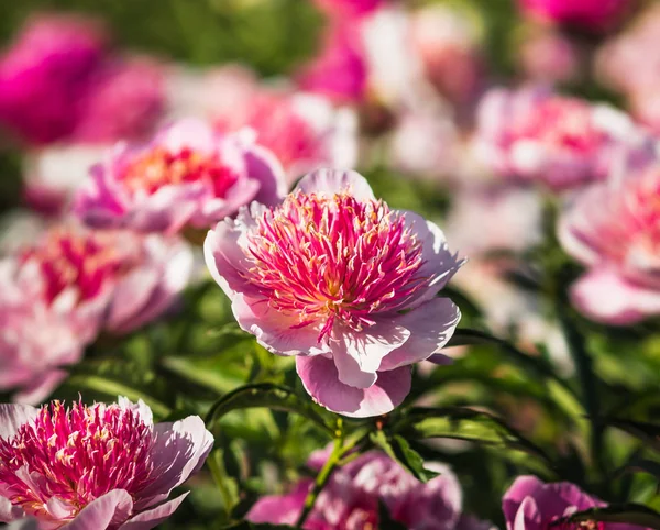 Pivoines Roses Blanches Dans Jardin Pivoines Roses Blanches Fleurs Concentration — Photo