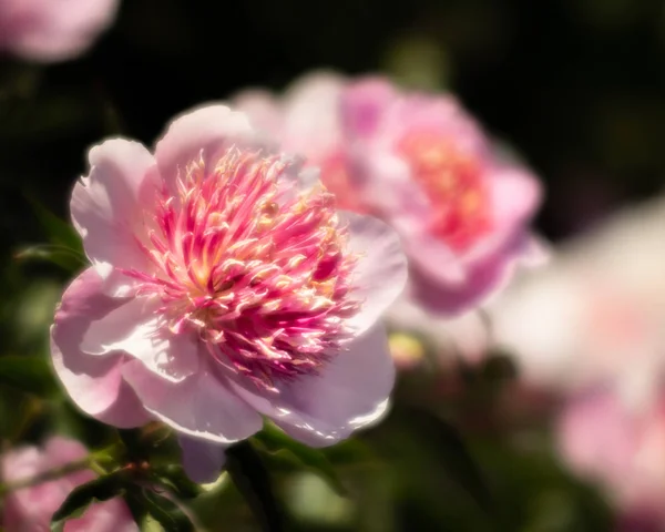 Soft Focus Image Pink White Peonies Garden Blooming Pink White — Stock Photo, Image