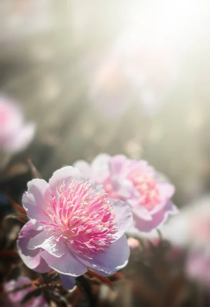 Pembe Beyaz Peonies Güneş Işığında Yumuşak Odak Görüntüsü Pembe Beyaz — Stok fotoğraf