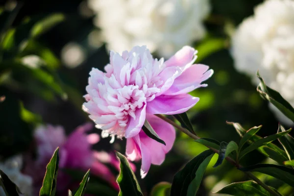 Soft Focus Image Pink White Peonies Garden Blooming Pink White — Stock Photo, Image