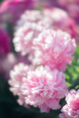 Pembe ve beyaz peonies bahçede. Pembe ve beyaz peonies çiçek açmış. Seçici odak. Sığ derinlik-in tarla.