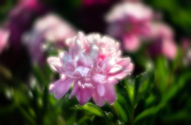 Pembe ve beyaz peonies bahçede yumuşak odak görüntüsü. Pembe ve beyaz peonies çiçek açmış. Seçici odak. Sığ derinlik-in tarla.