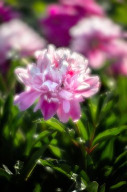 Pembe ve beyaz peonies bahçede yumuşak odak görüntüsü. Pembe ve beyaz peonies çiçek açmış. Seçici odak. Sığ derinlik-in tarla.