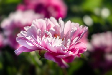 Pembe ve beyaz peonies bahçede yumuşak odak görüntüsü. Pembe ve beyaz peonies çiçek açmış. Seçici odak. Sığ derinlik-in tarla.