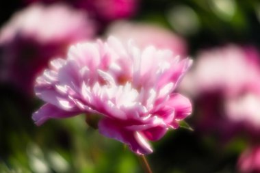 Pembe ve beyaz peonies bahçede yumuşak odak görüntüsü. Pembe ve beyaz peonies çiçek açmış. Seçici odak. Sığ derinlik-in tarla.