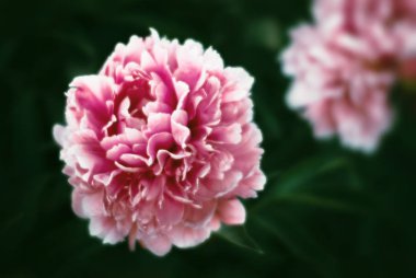 Pembe ve beyaz peonies bahçede yumuşak odak görüntüsü. Pembe ve beyaz peonies çiçek açmış. Seçici odak. Sığ derinlik-in tarla.