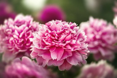 Pembe ve beyaz peonies bahçede yumuşak odak görüntüsü. Pembe ve beyaz peonies çiçek açmış. Seçici odak. Sığ derinlik-in tarla.