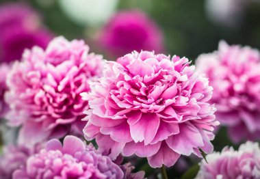 Pembe ve beyaz peonies bahçede yumuşak odak görüntüsü. Pembe ve beyaz peonies çiçek açmış. Seçici odak. Sığ derinlik-in tarla.