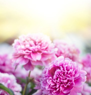 Pembe ve beyaz peonies güneş ışığında yumuşak odak görüntüsü. Pembe ve beyaz peonies çiçek açmış. Seçici odak. Sığ derinlik-in tarla.