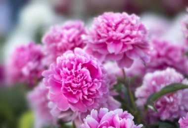 Pembe ve beyaz peonies bahçede yumuşak odak görüntüsü. Pembe ve beyaz peonies çiçek açmış. Seçici odak. Sığ derinlik-in tarla.