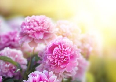 Pembe ve beyaz peonies bahçede yumuşak odak görüntüsü. Pembe ve beyaz peonies çiçek açmış. Seçici odak. Sığ derinlik-in tarla.