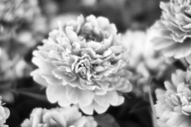 Bahçedeki peonies yumuşak odak siyah beyaz görüntü. Beyaz peonies çiçek açmış. Seçici odak. Sığ derinlik-in tarla.