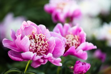 Pembe ve beyaz peonies bahçede yumuşak odak görüntüsü. Pembe ve beyaz peonies çiçek açmış. Seçici odak. Sığ derinlik-in tarla.