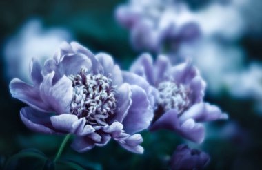 Pembe ve beyaz peonies bahçede yumuşak odak görüntüsü. Pembe ve beyaz peonies mavi tonalite çiçek açmış. Seçici odak. Sığ derinlik-in tarla.