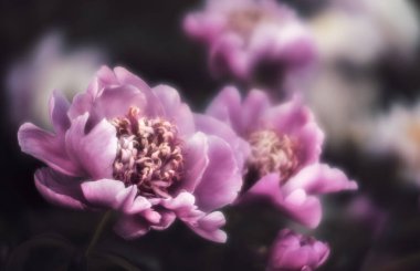 Pembe ve beyaz peonies bahçede yumuşak odak görüntüsü. Pembe ve beyaz peonies çiçek açmış. Seçici odak. Sığ derinlik-in tarla.