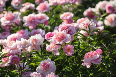 Pembe ve beyaz peonies bahçede yumuşak odak görüntüsü. Pembe ve beyaz peonies çiçek açmış. Seçici odak. Sığ derinlik-in tarla.